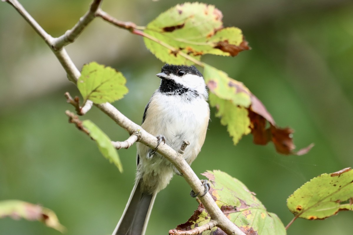 Black-capped Chickadee - William Going