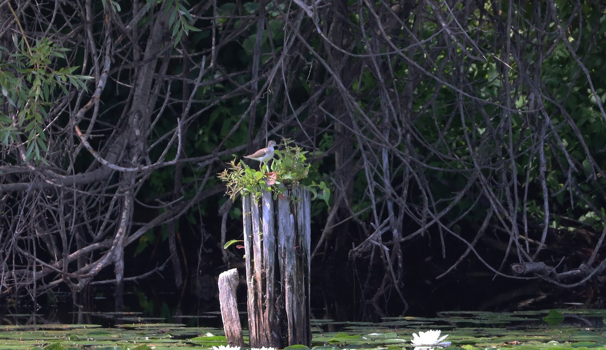 Spotted Sandpiper - ML481656301