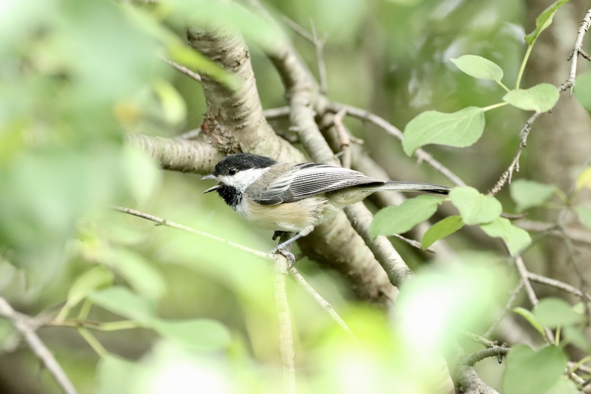 Black-capped Chickadee - William Going