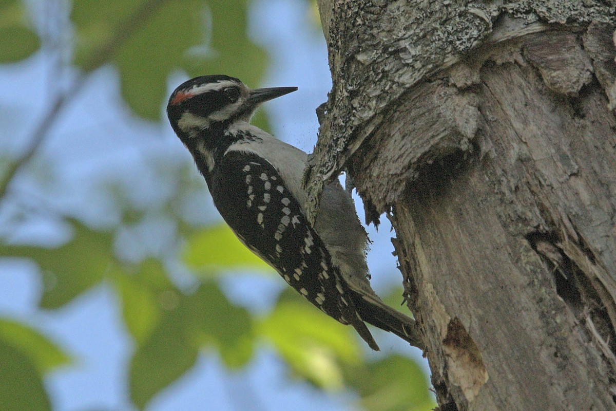 Hairy Woodpecker - ML481656661
