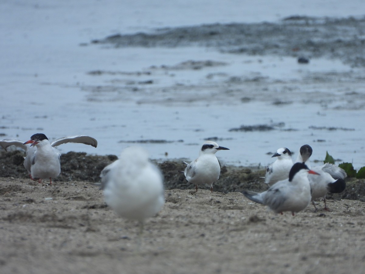 Forster's Tern - ML481656751