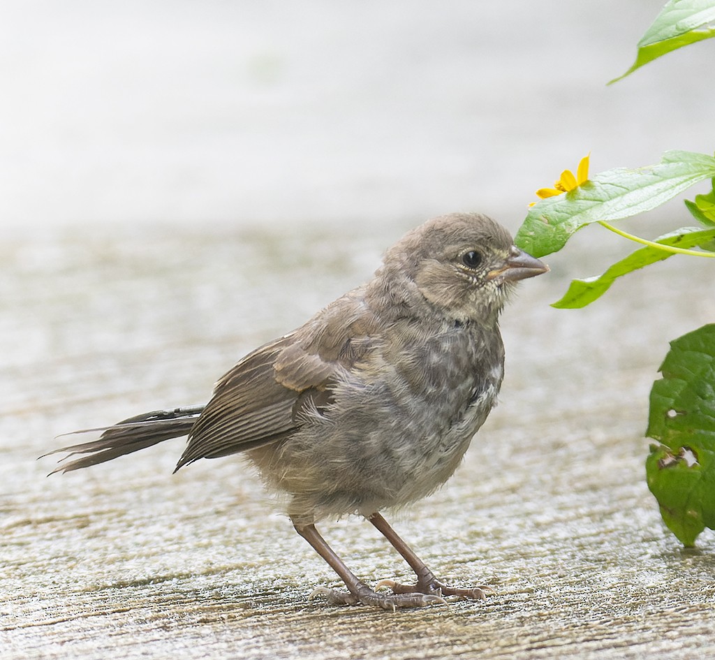 White-throated Towhee - ML481657881