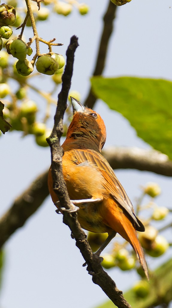Hepatic Tanager (Northern) - ML481657991