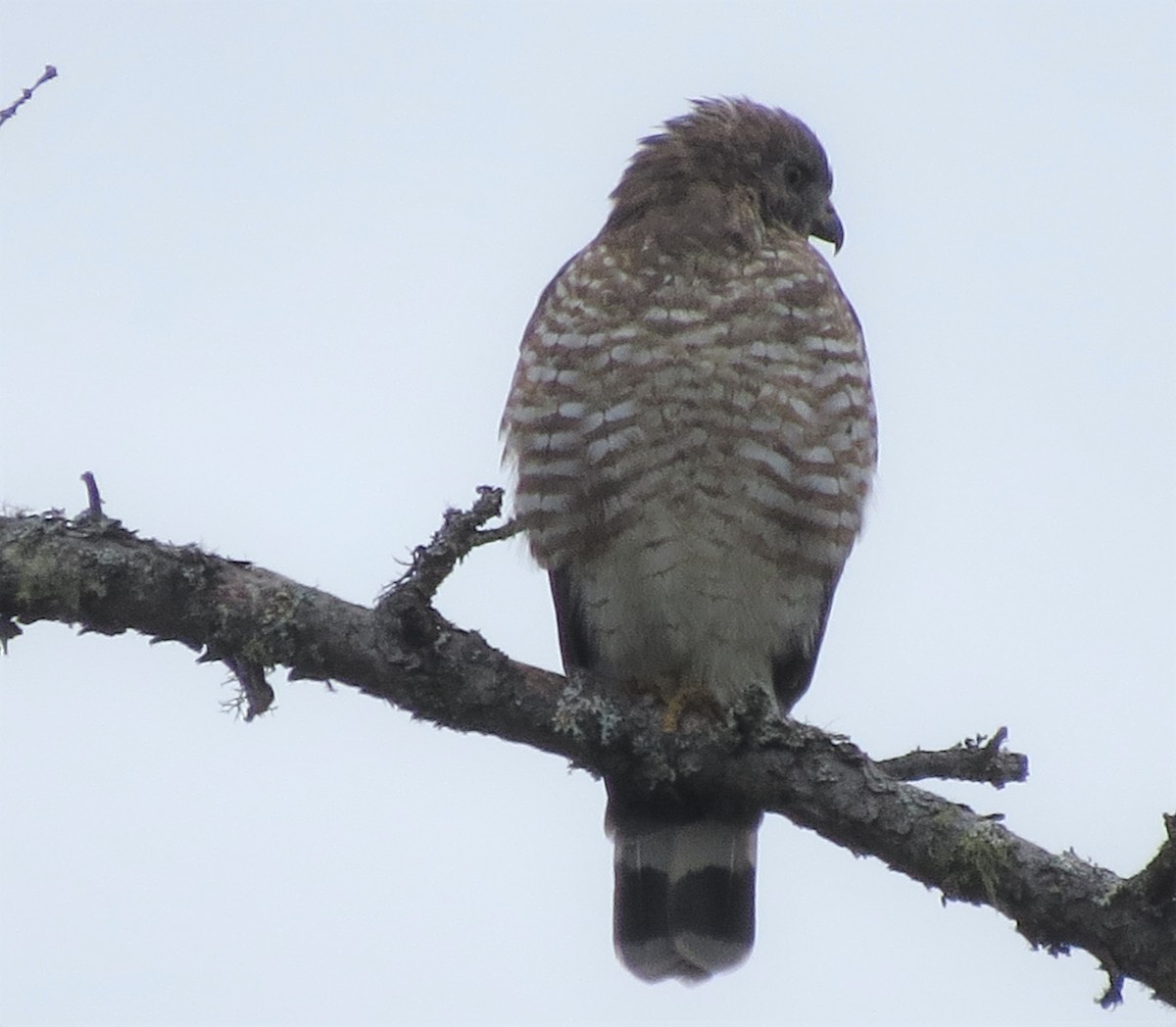 Broad-winged Hawk - ML481658281