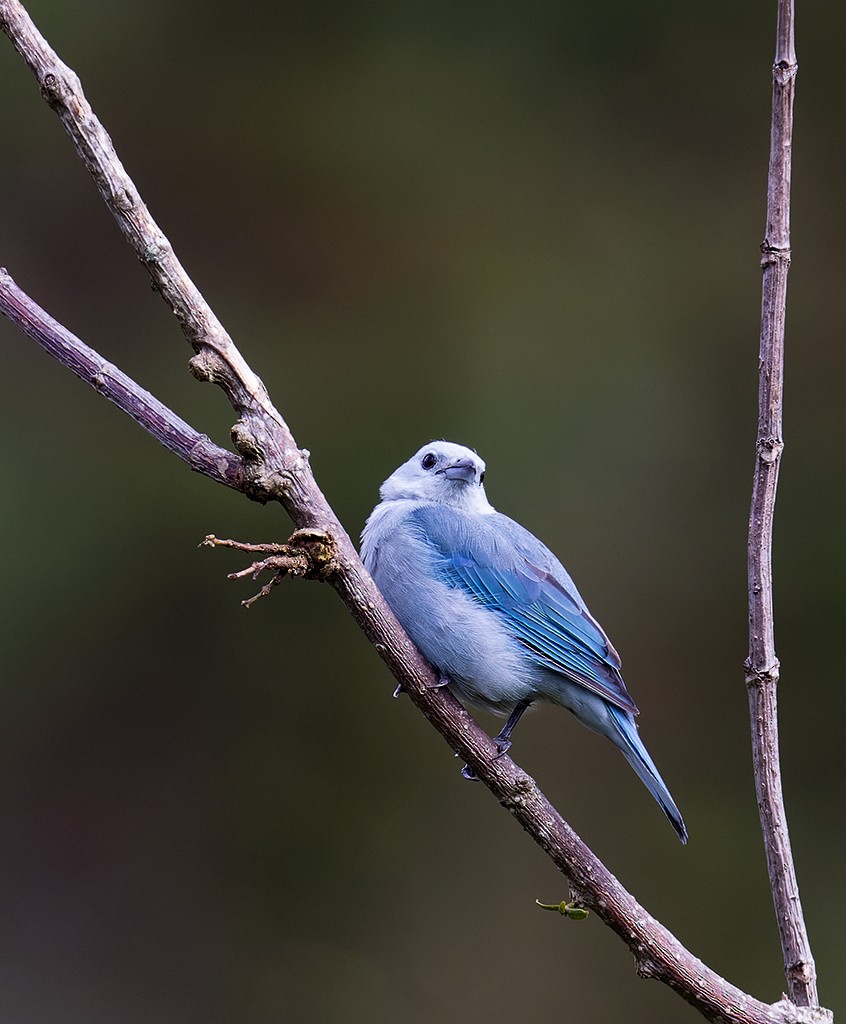 Blue-gray Tanager - ML481658381