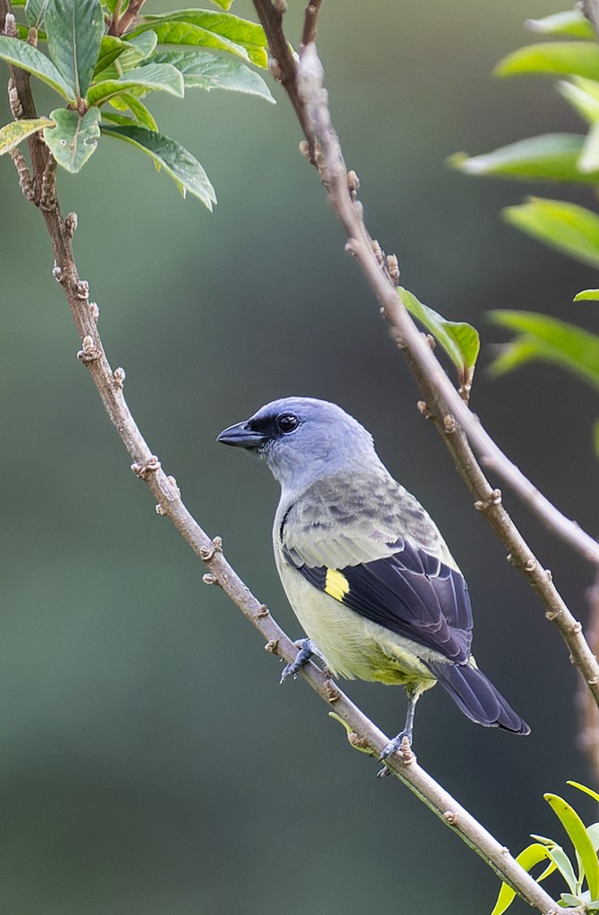 Yellow-winged Tanager - ML481658501