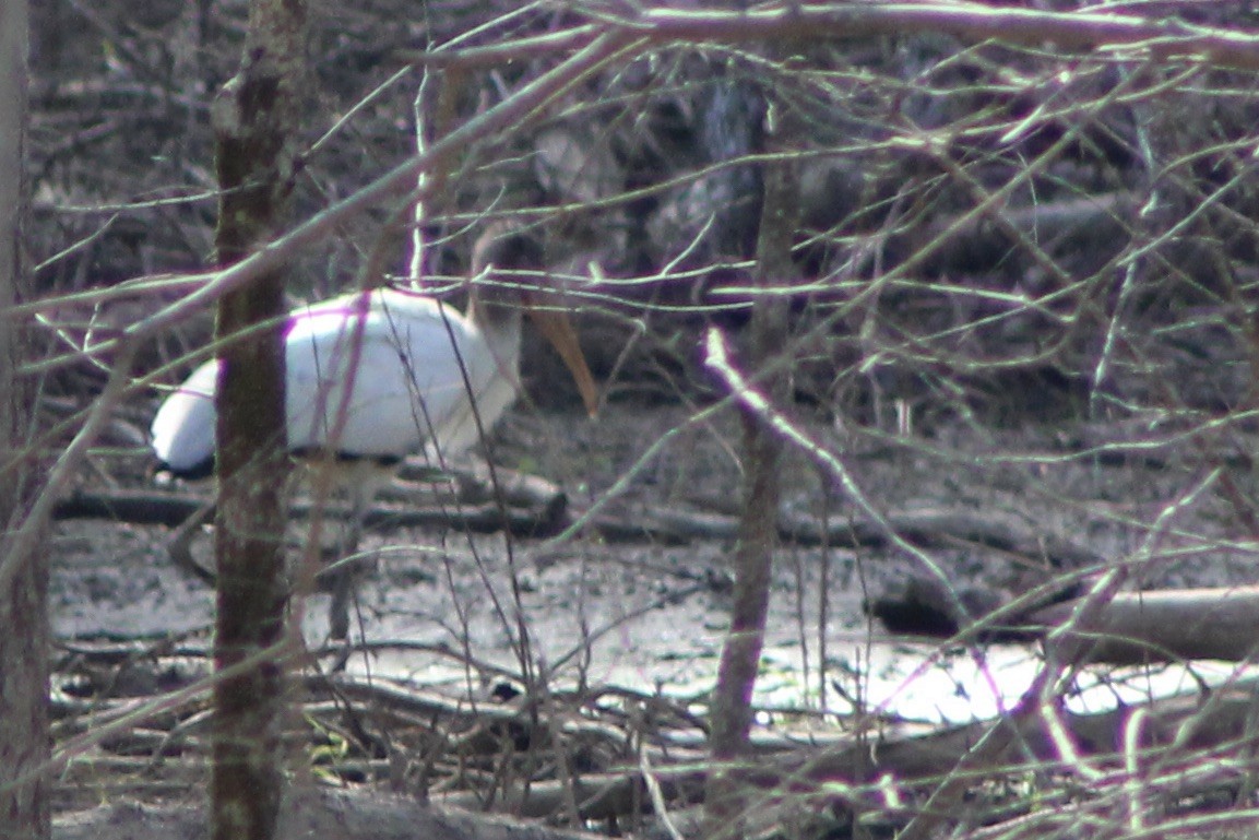 Wood Stork - ML481660031
