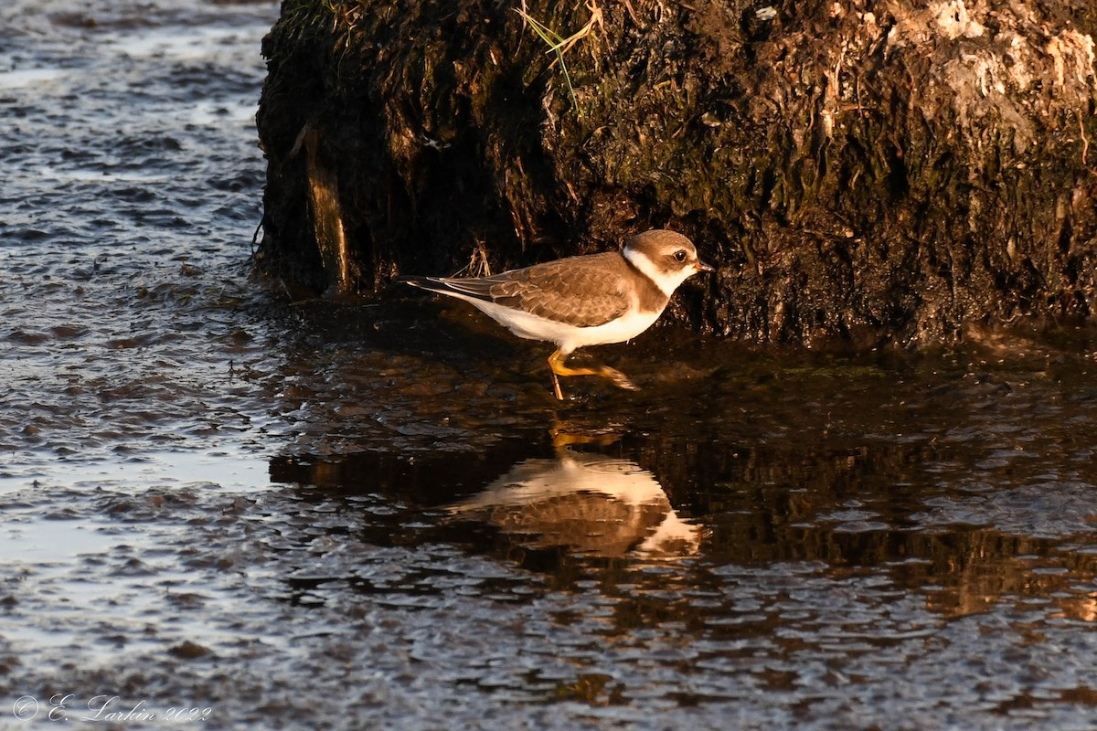 Semipalmated Plover - Emily Larkin