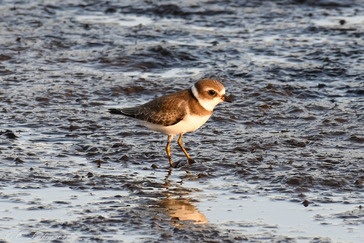 Semipalmated Plover - Emily Larkin