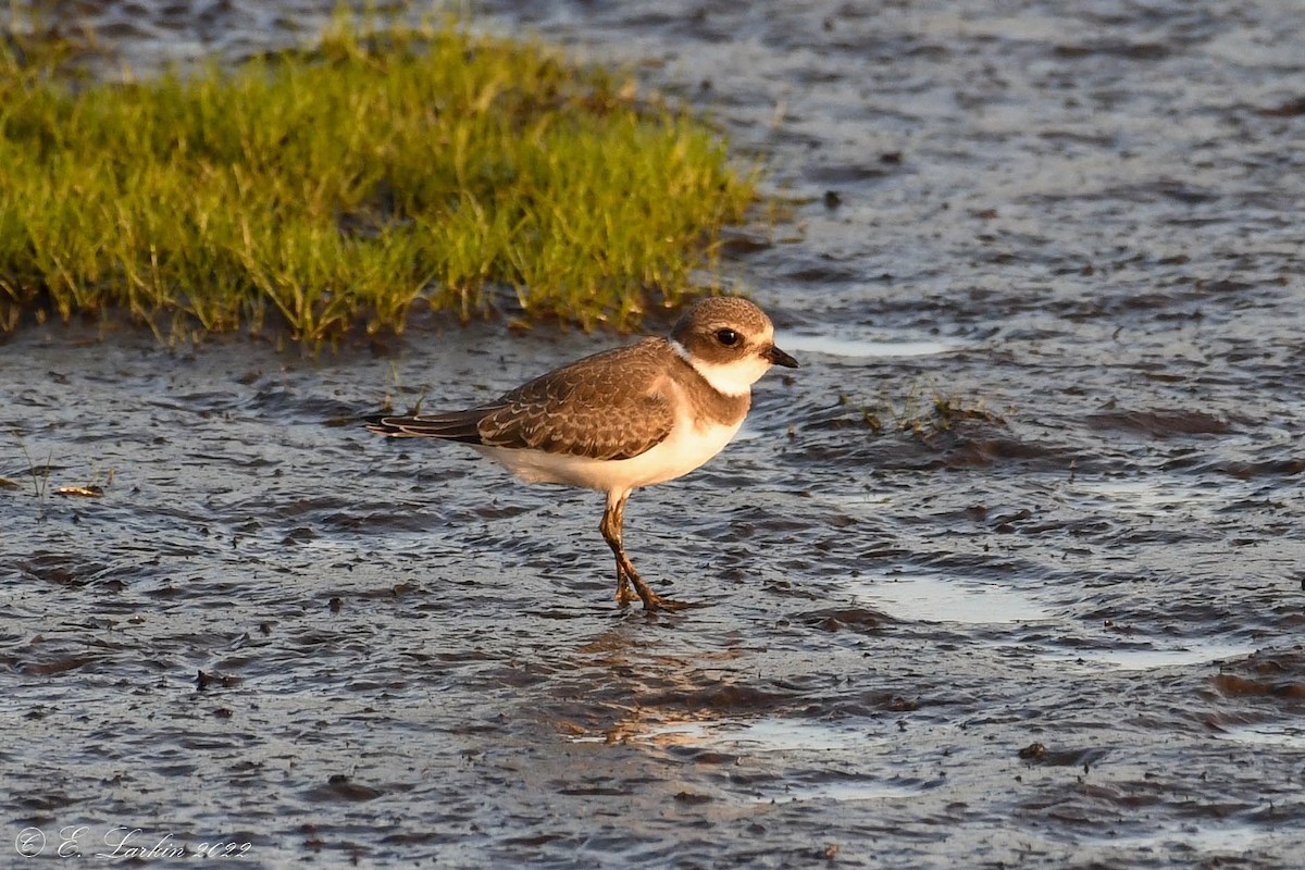 Semipalmated Plover - Emily Larkin