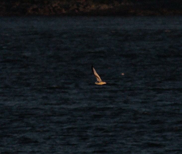 Black-legged Kittiwake - Robin Besançon