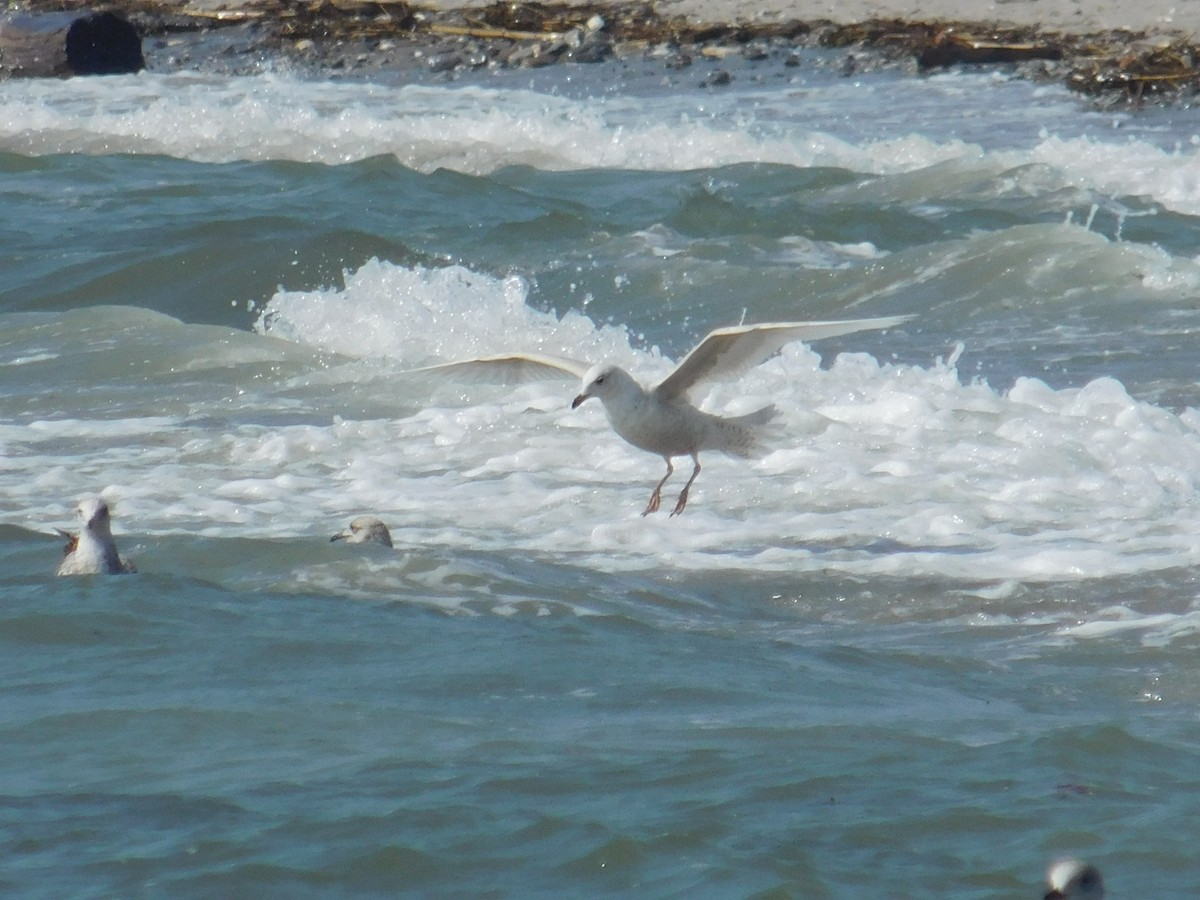 Iceland Gull (kumlieni) - ML481665741