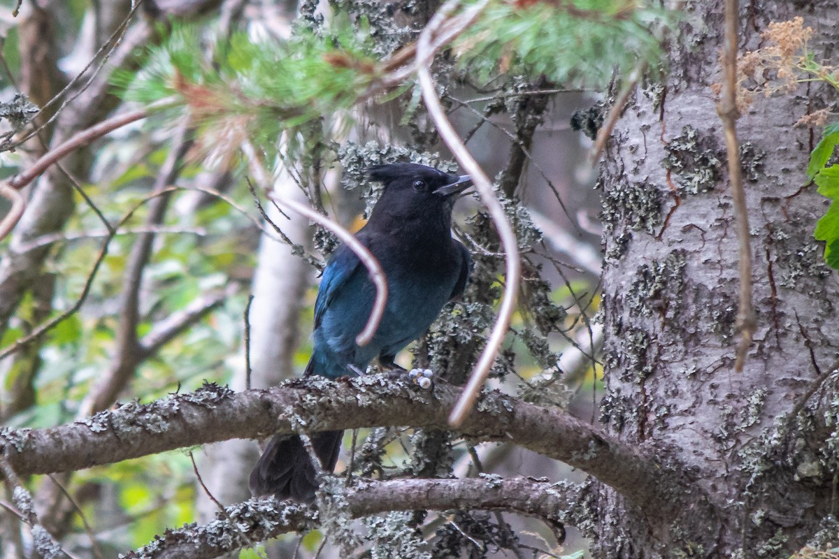 Steller's Jay - ML481666741