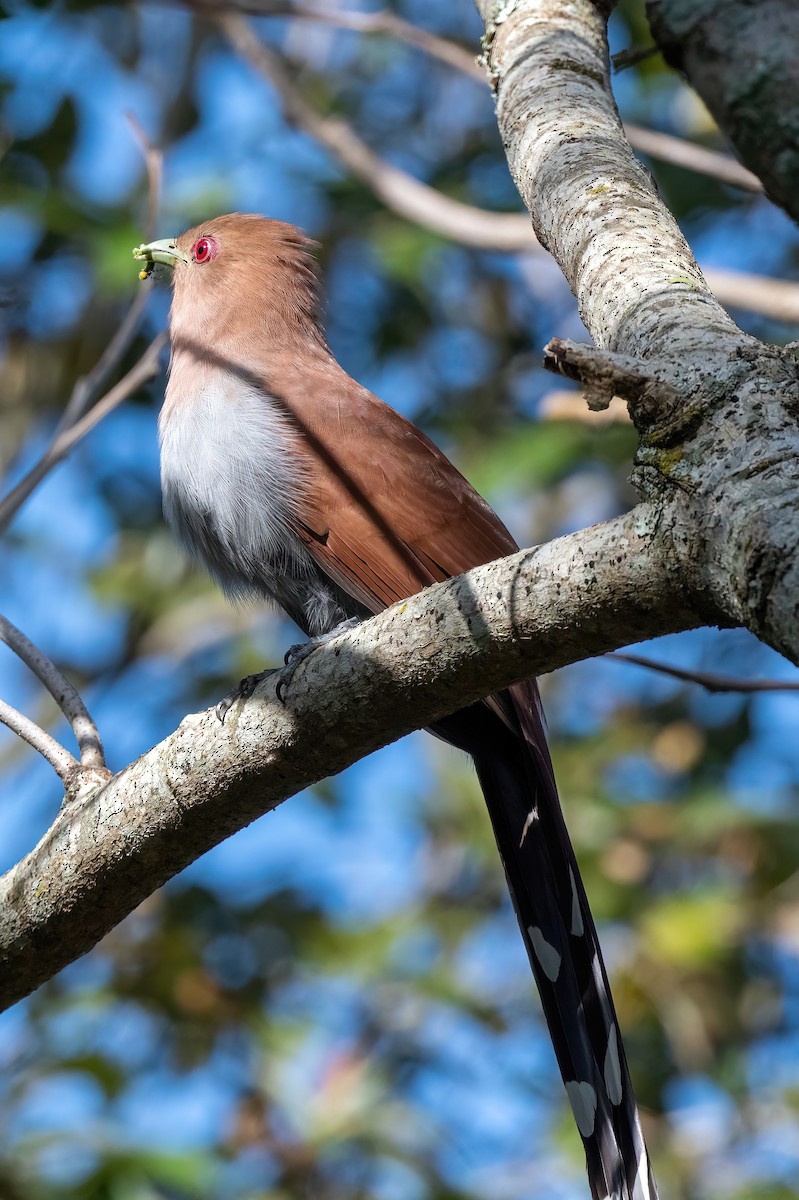 Squirrel Cuckoo - ML481669151