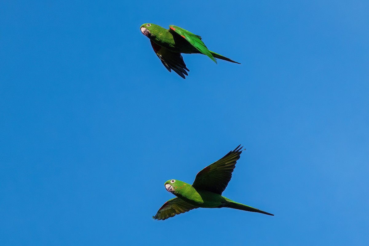 Aratinga Ojiblanca - ML481670331