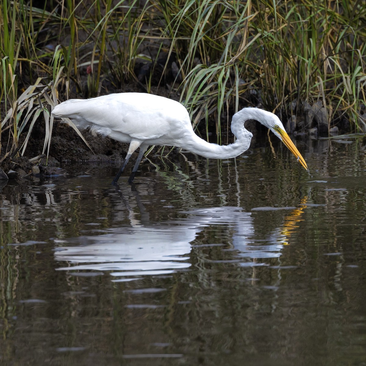 aigrette ou héron blanc sp. - ML481670491