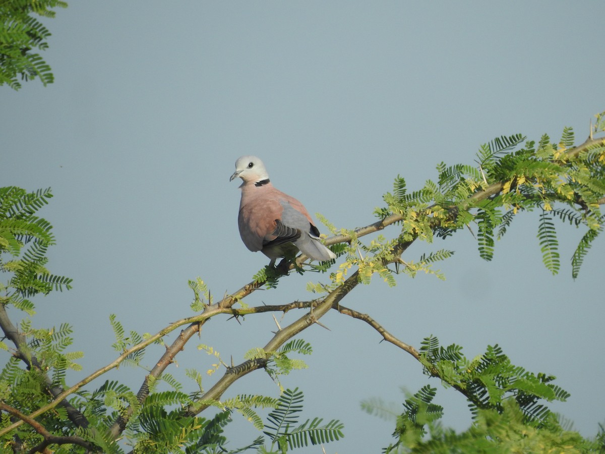 Red Collared-Dove - Sourav Halder