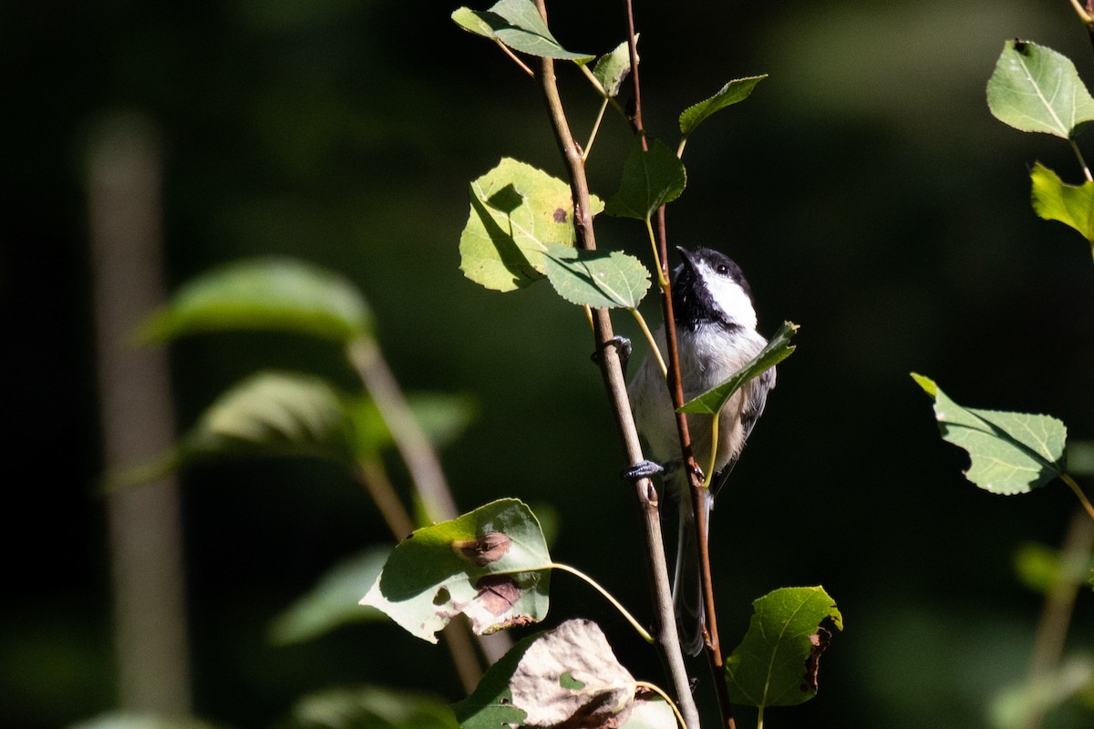 Black-capped Chickadee - Kelly Krechmer