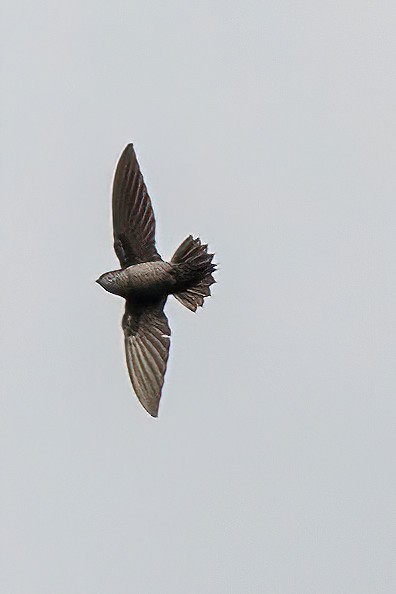 Gray-rumped Swift - ML481670641