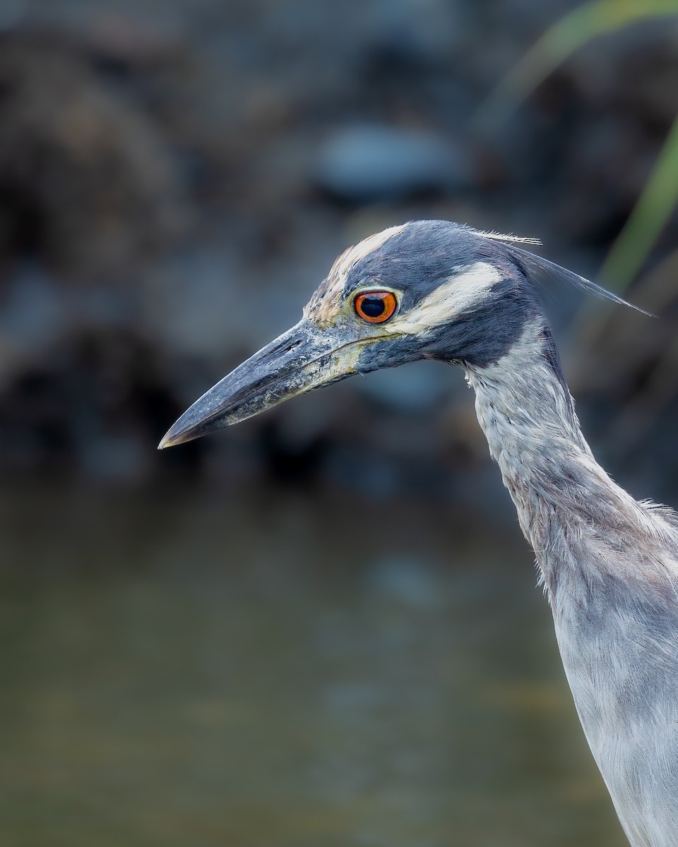 Yellow-crowned Night Heron - John Kauffman