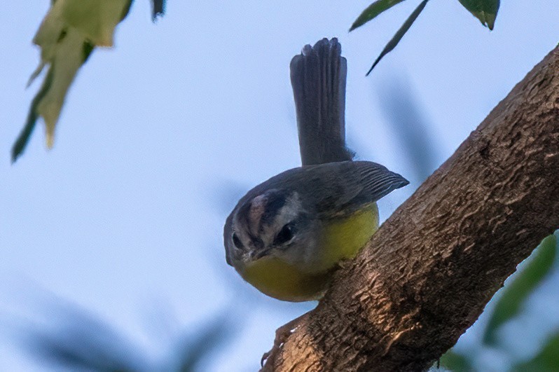 Golden-crowned Warbler - James Hoagland