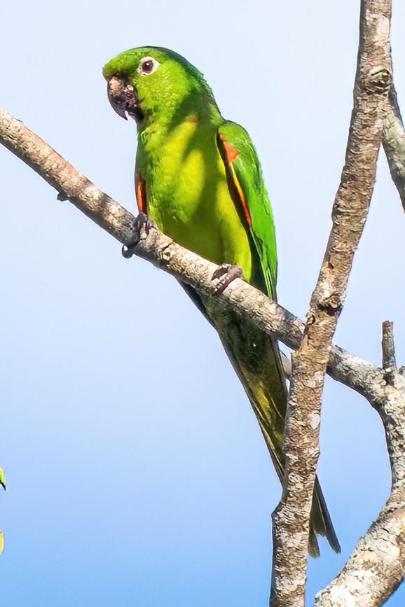 White-eyed Parakeet - ML481671641