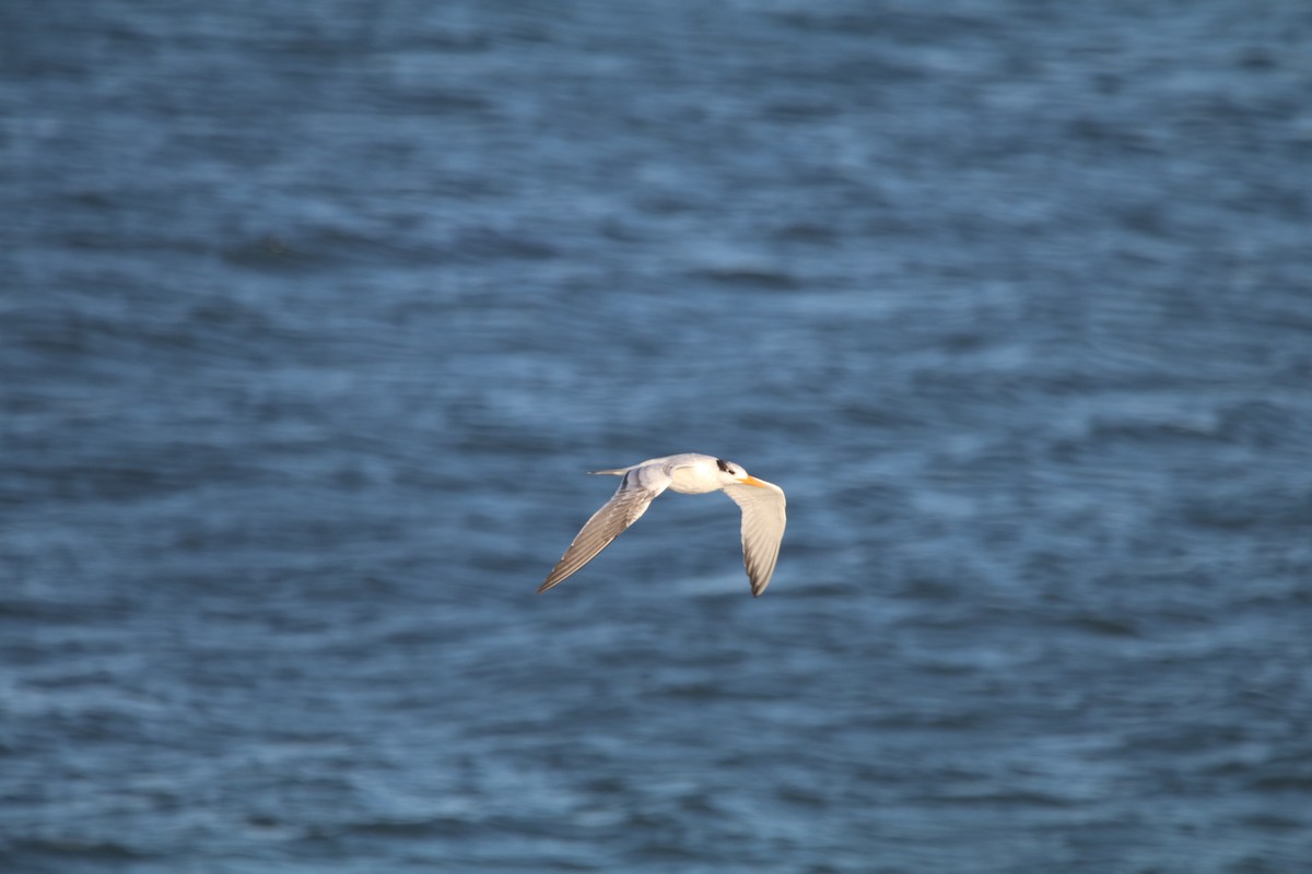 Royal Tern - ML481672551