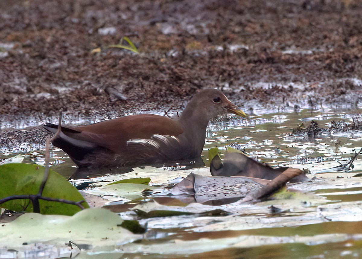 Common Gallinule - ML481673971
