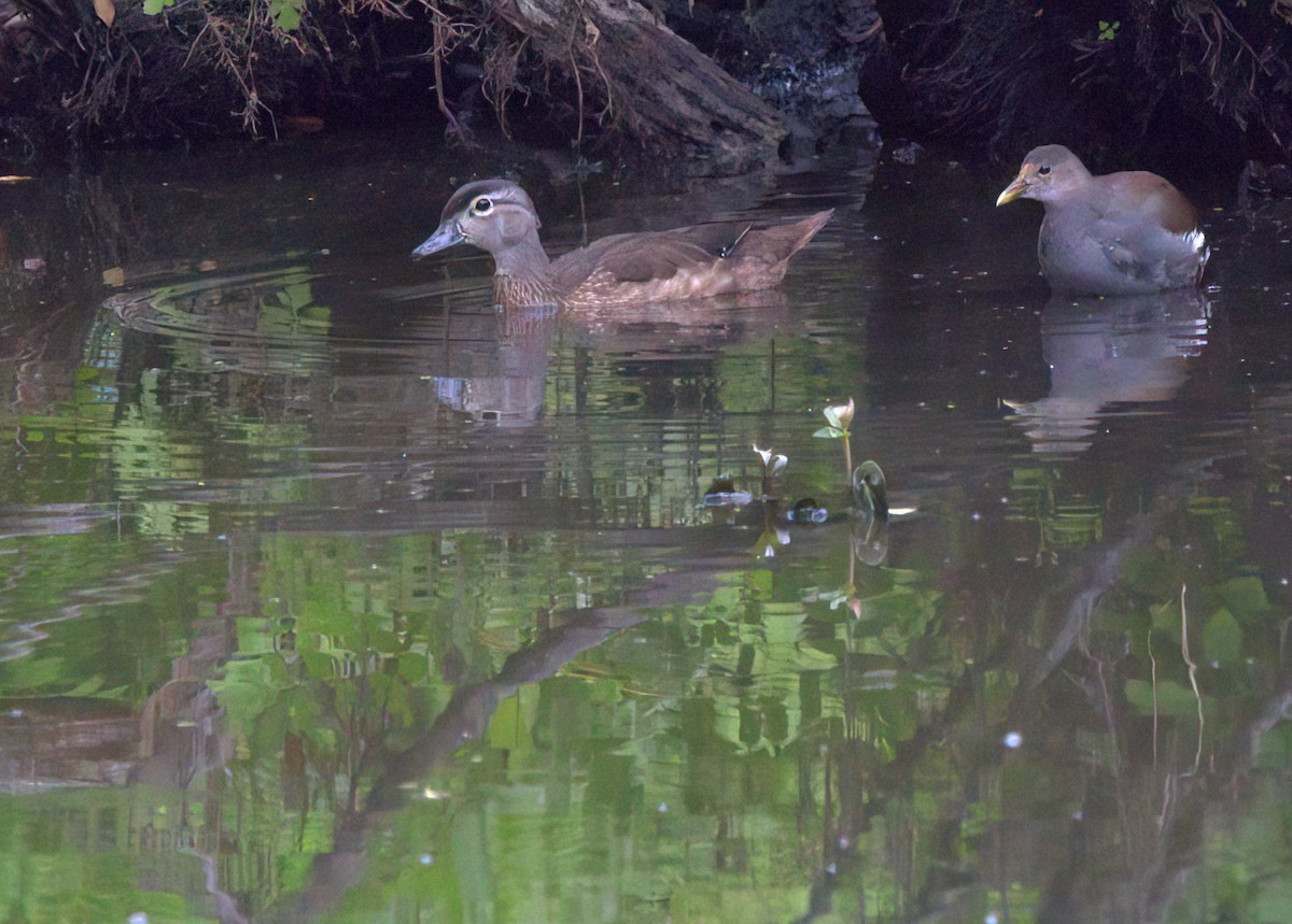 Wood Duck - ML481674141