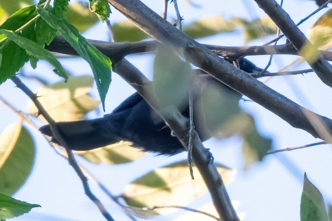 Ruby-crowned Tanager - James Hoagland