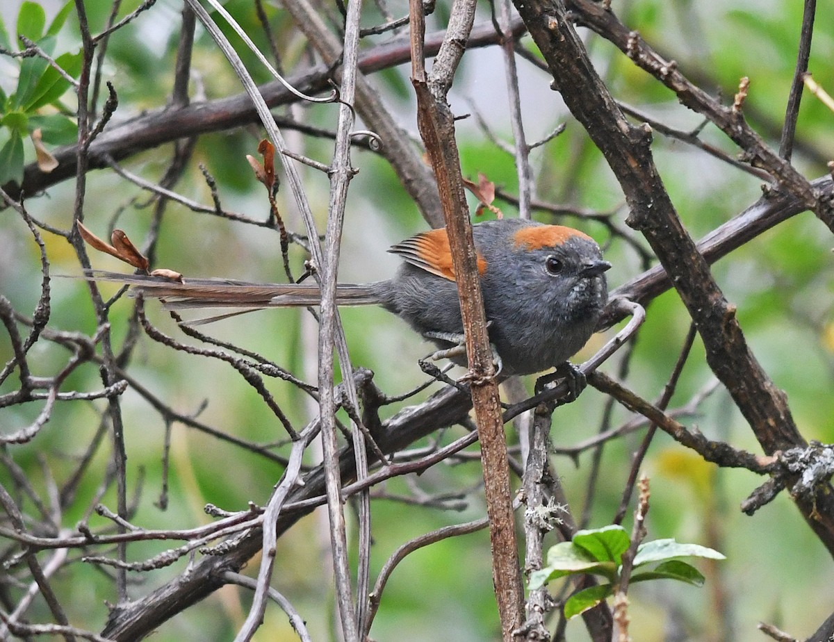 Apurimac Spinetail - Joshua Vandermeulen