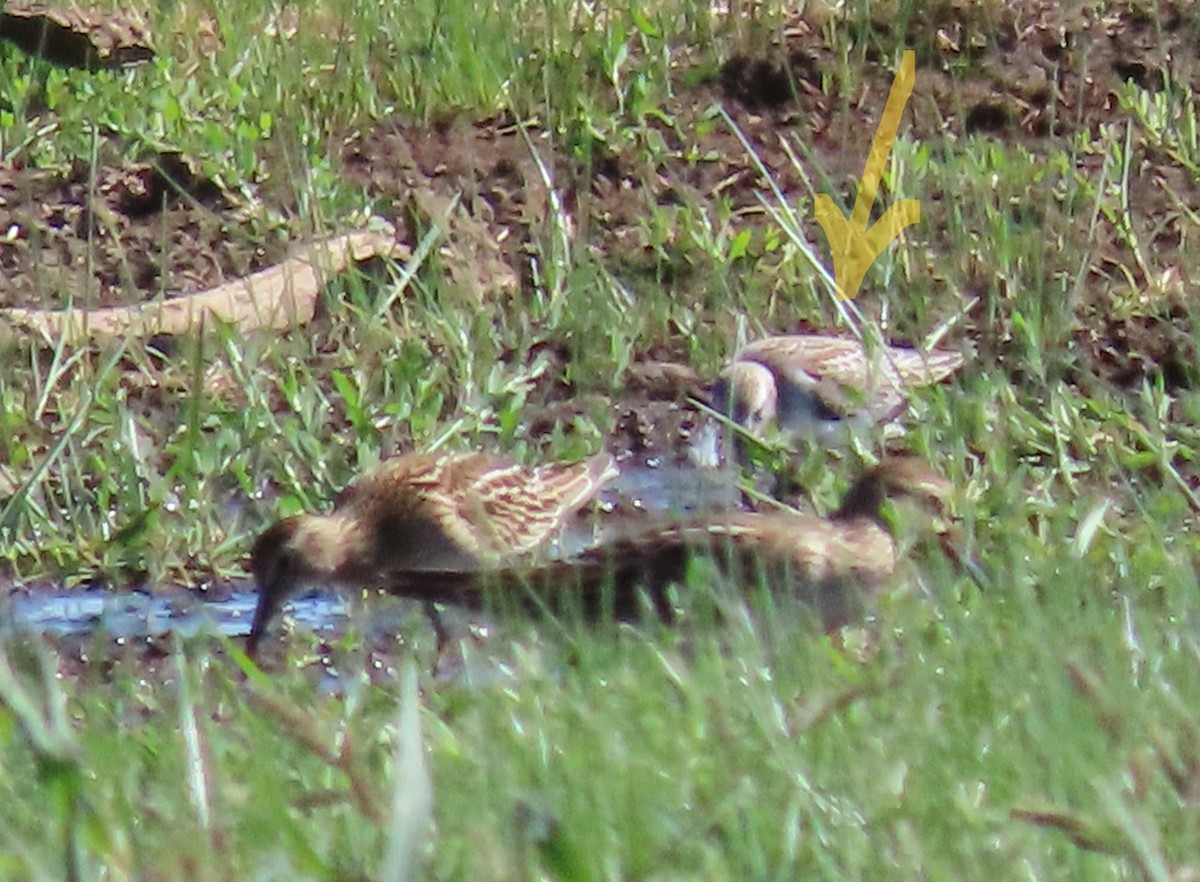 Western Sandpiper - ML481681721