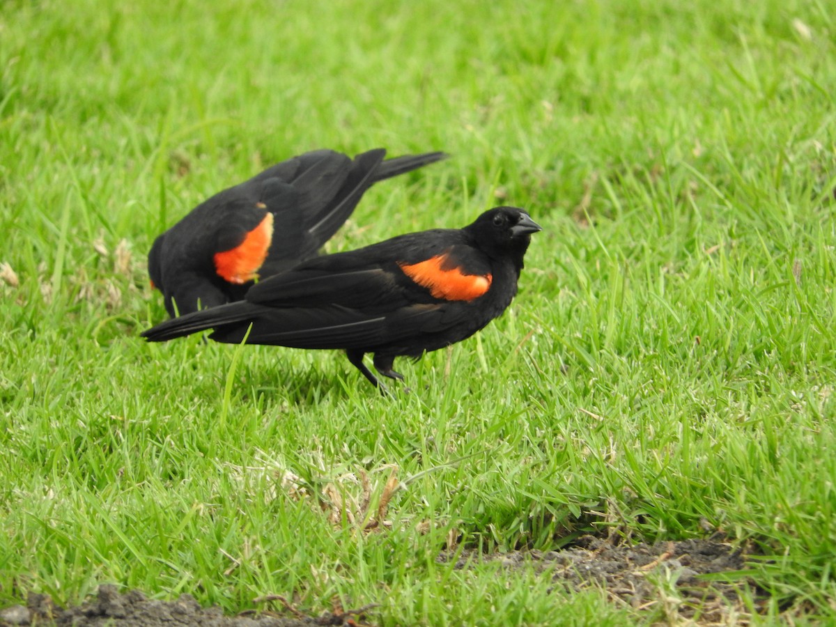 Red-winged Blackbird (Mexican Bicolored) - ML481682251