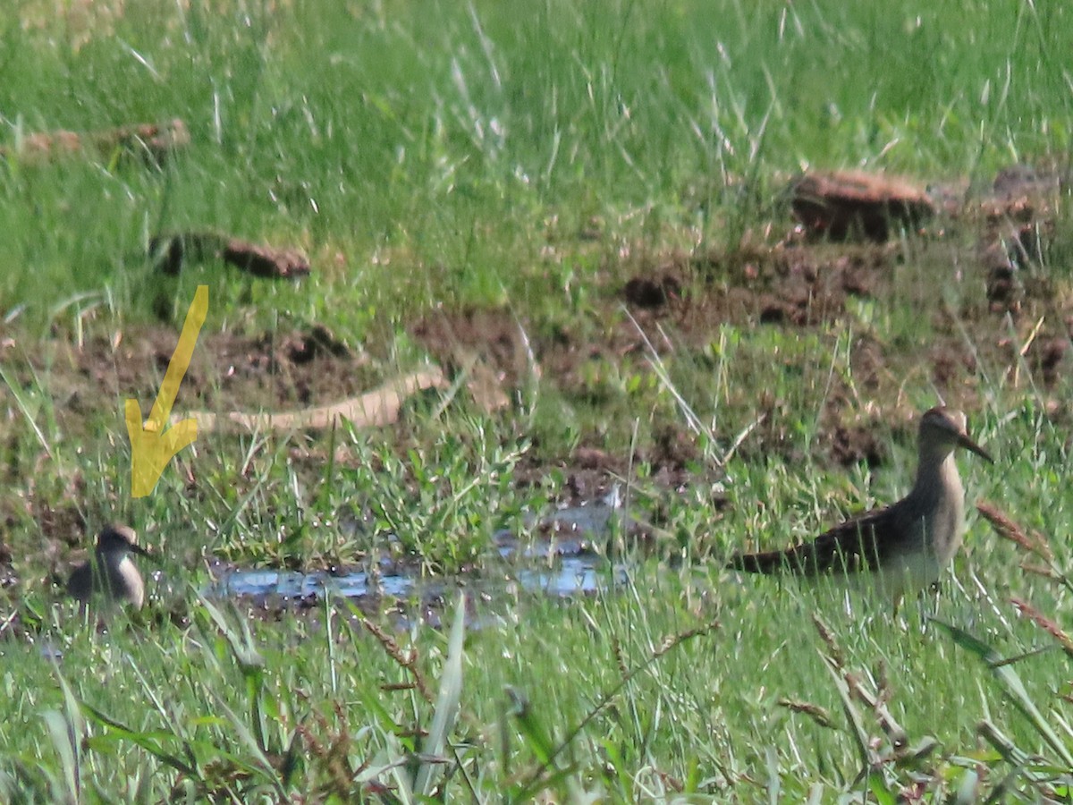 Baird's Sandpiper - ML481682391