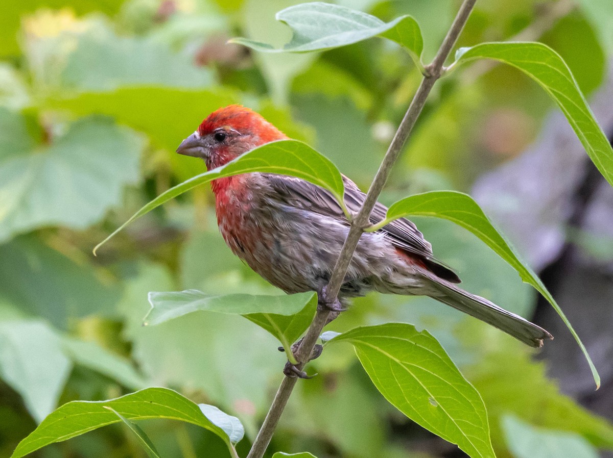 House Finch - ML481682661