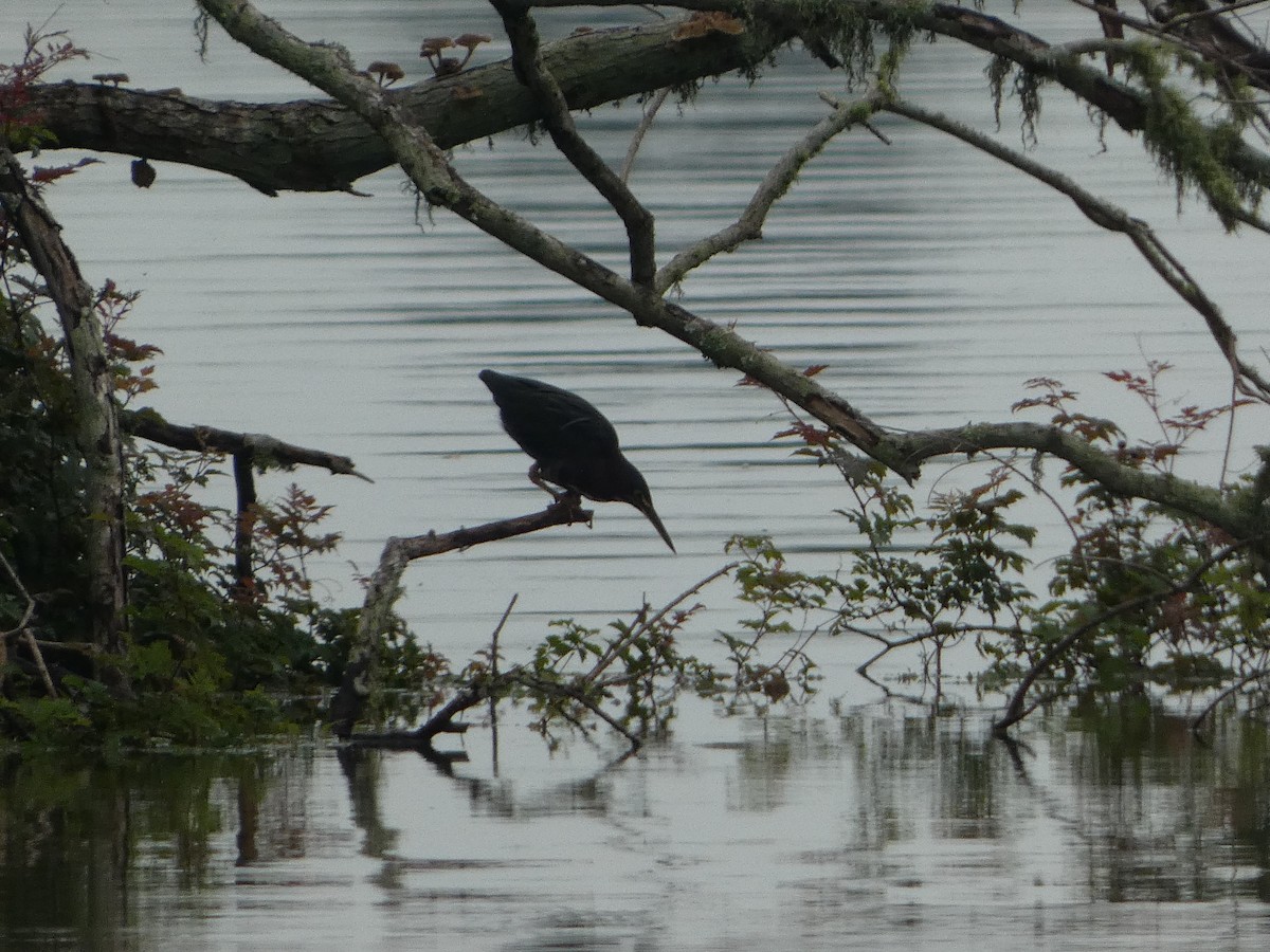 Green Heron - Lynn Hollerman