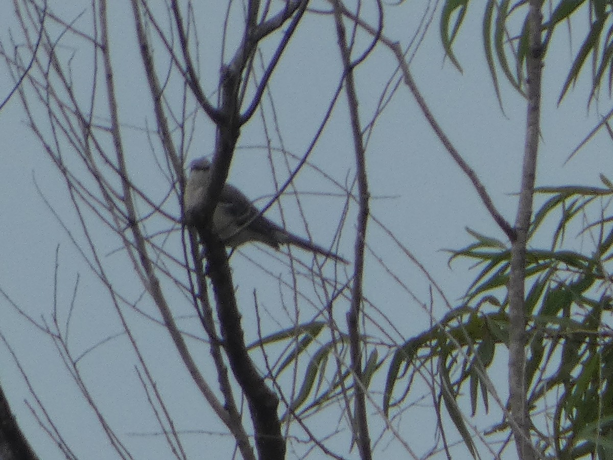 Northern Mockingbird - Lynn Hollerman