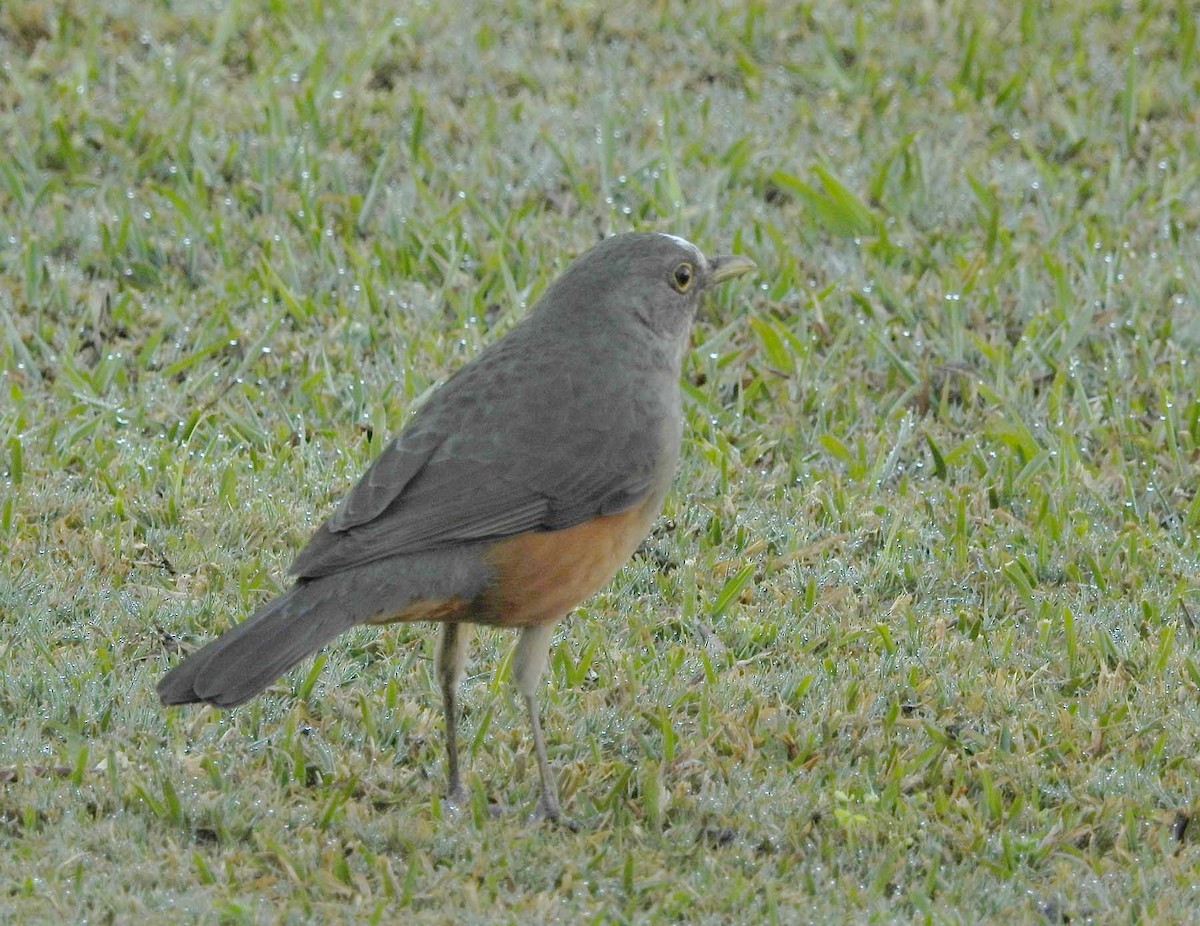 Rufous-bellied Thrush - ML481683871