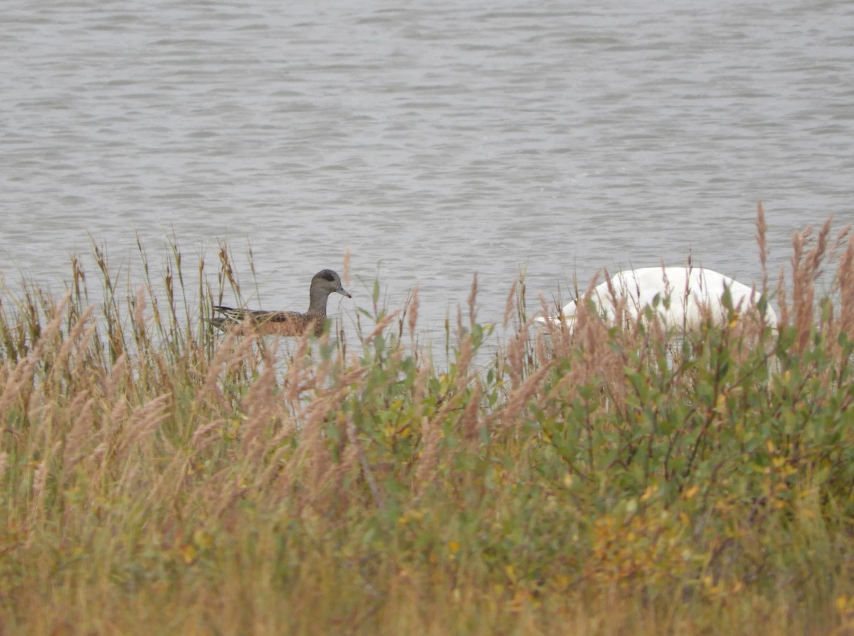 American Wigeon - ML481684901