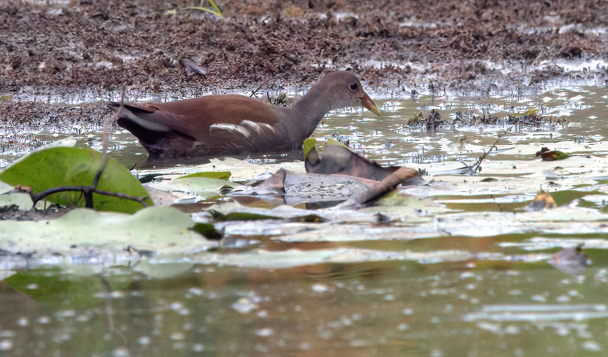 Common Gallinule - ML481685261