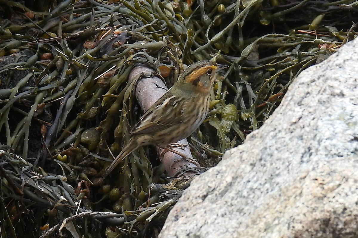 Nelson's Sparrow - ML481686191