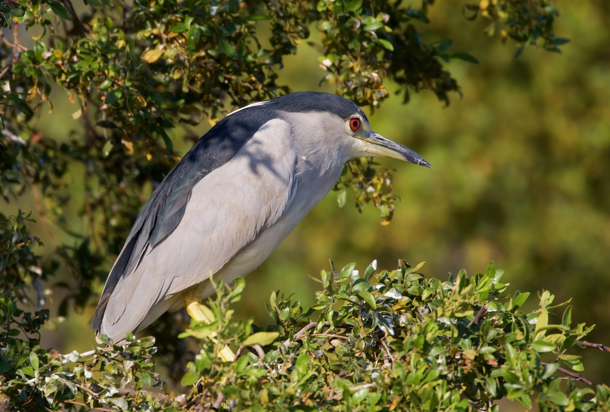 Black-crowned Night Heron - ML481687461