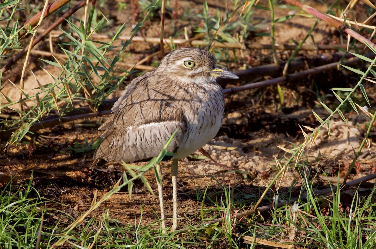 Water Thick-knee - ML481687531