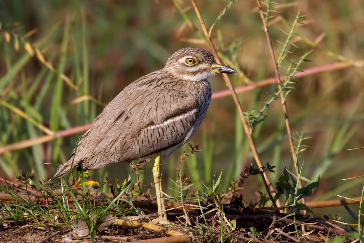 Water Thick-knee - ML481687541