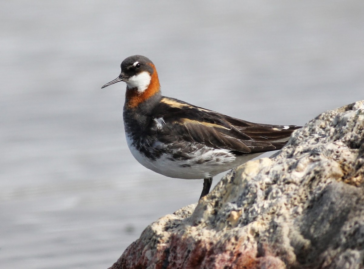 Red-necked Phalarope - Ornitocampero Haritz Sarasa