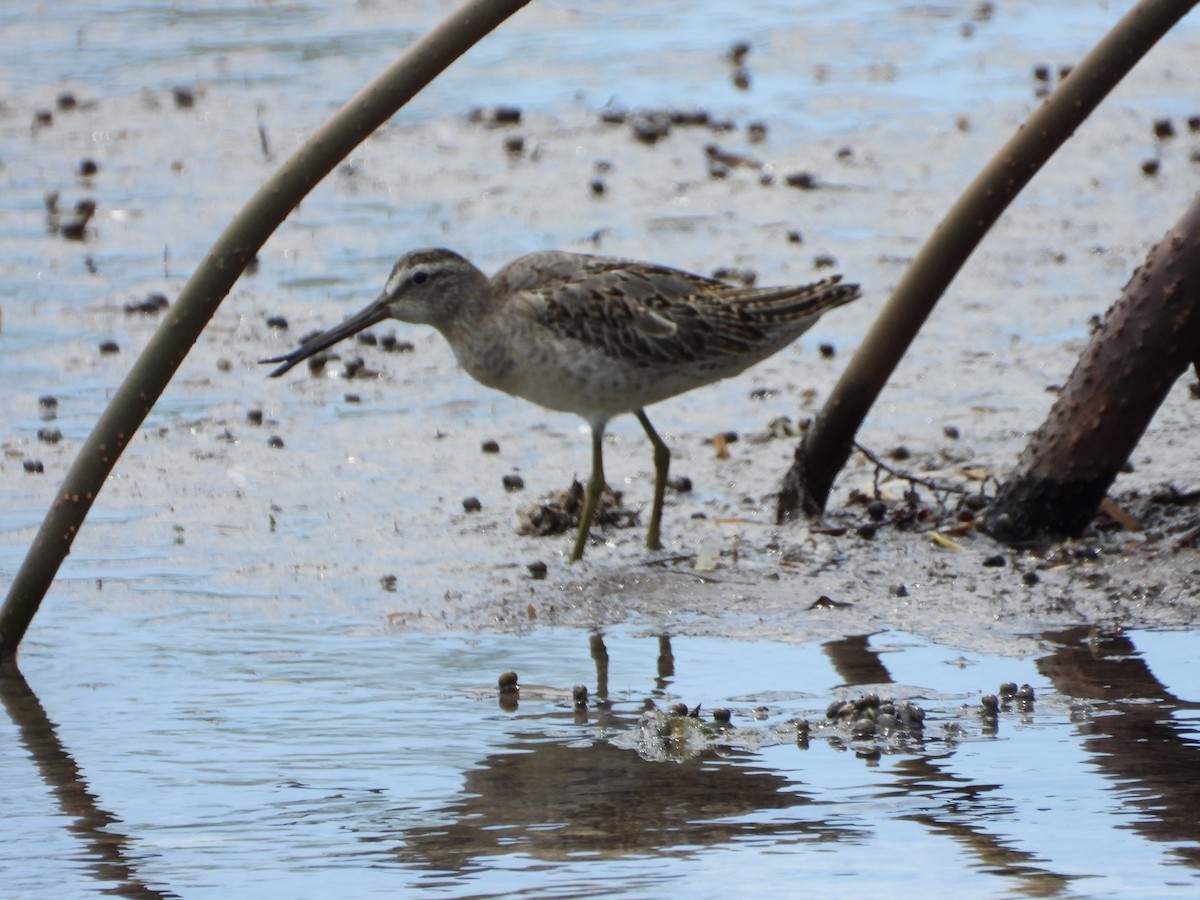 Short-billed Dowitcher - ML481689611