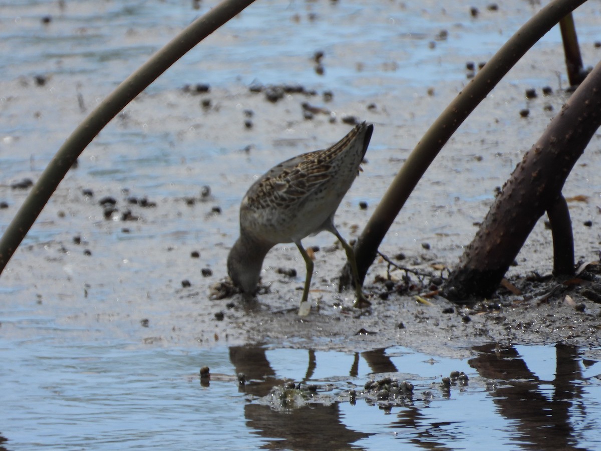 Short-billed Dowitcher - ML481689631