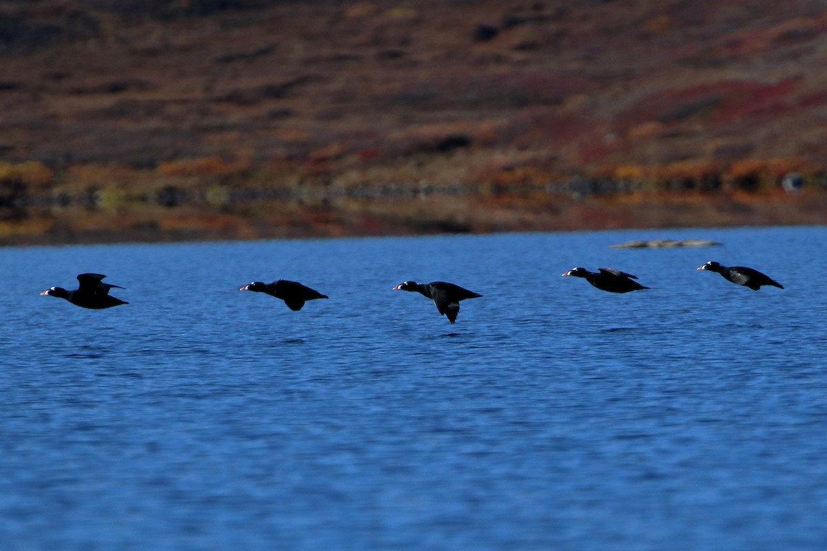 Surf Scoter - Seth Beaudreault