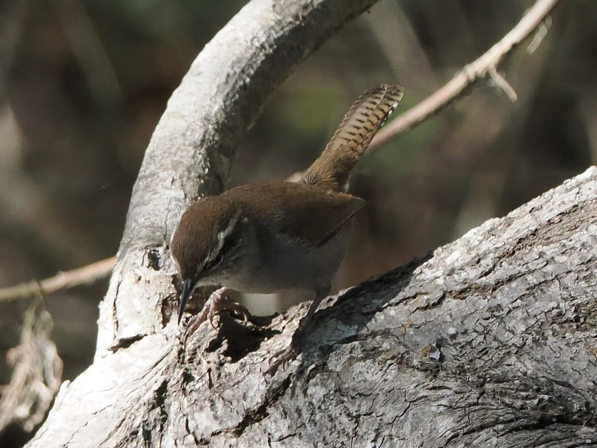 Bewick's Wren - Michelle MacKenzie