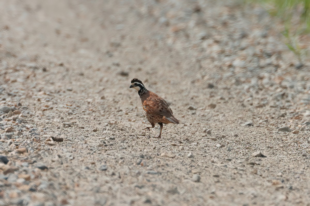 Northern Bobwhite - ML481691411